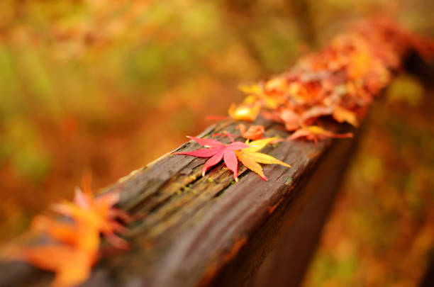 Autumn leaves in Akigawa Valley, Tokyo
