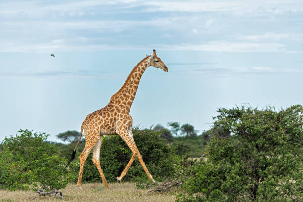 giraffa nella riserva di caccia di mashatu - mashatu game reserve foto e immagini stock