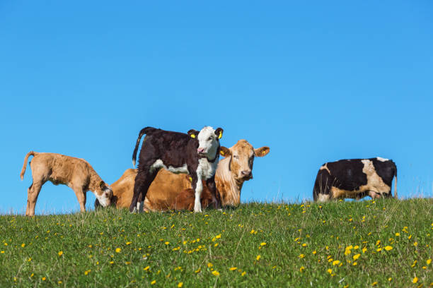 istock Calves and cows on a meadow 1483794184
