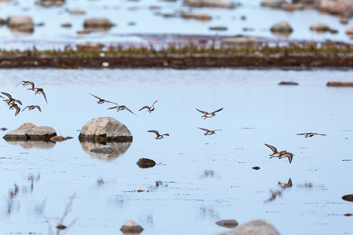 Dunlins bird flying at the shore
