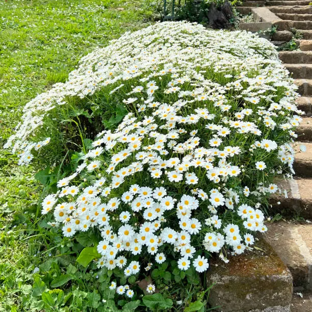 A beautiful bush of colorful daisies in the foreground of a botanical garden. The sun shines on the delicate white and yellow petals.