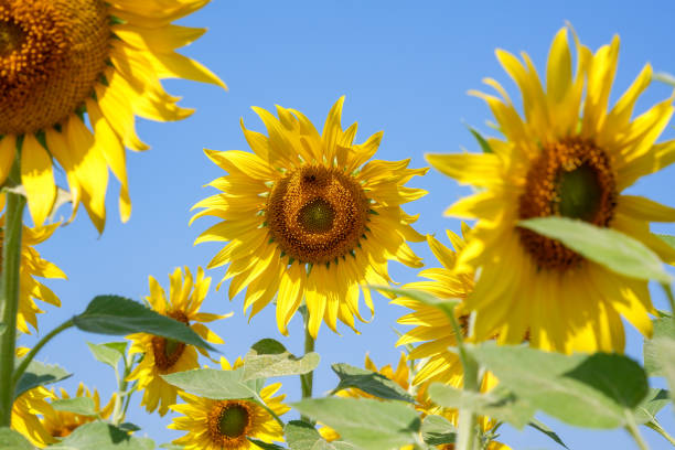 closeup sunflower on a blue sky background. yellow flowers. landscape. - 13520 imagens e fotografias de stock