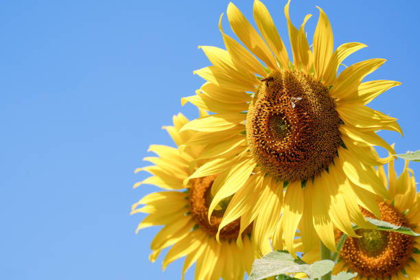 closeup sunflower on a blue sky background. yellow flowers. landscape. - 13520 imagens e fotografias de stock