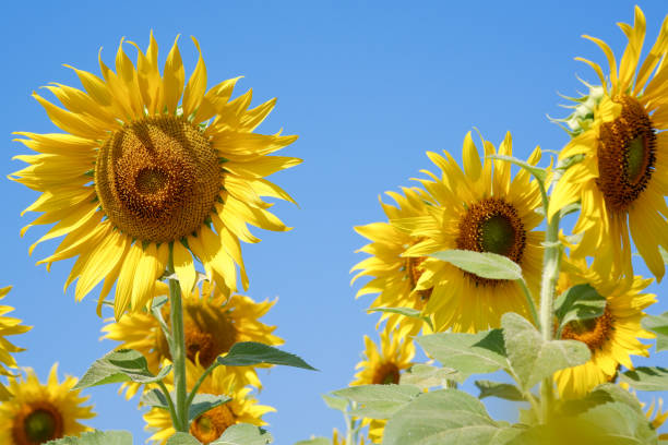 closeup sunflower on a blue sky background. yellow flowers. landscape. - 13520 imagens e fotografias de stock