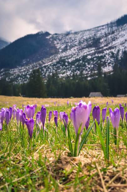 istock The most popular mountain valley in Poland in spring. 1483797437