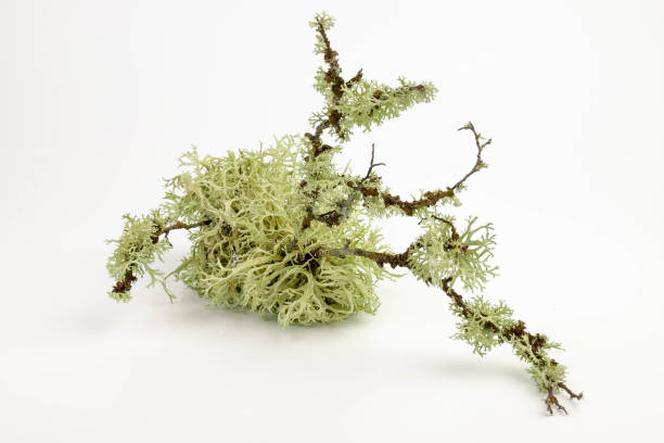 istock Cetraria islandica (iceland moss) isolated on white background 1483797534