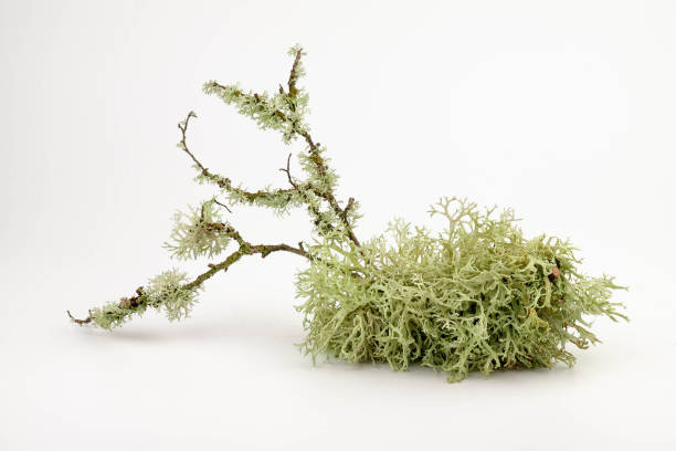 istock Cetraria islandica (iceland moss) isolated on white background 1483797543
