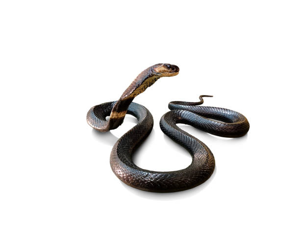 istock Cobra. Dead venomous snake caught and preserved for study on white background. 1483798050