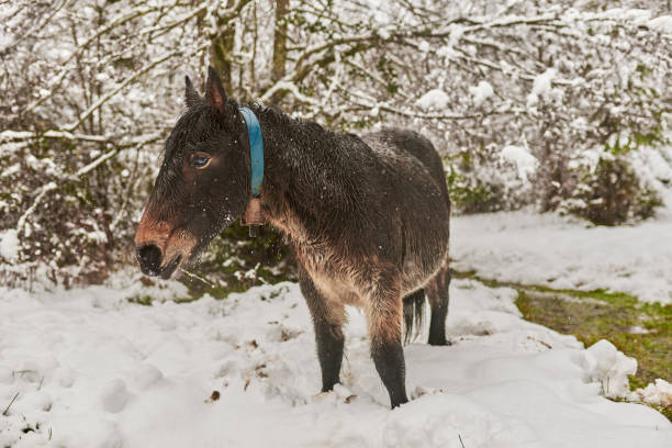 istock Basque horse in a snowy day in the mountain 1483800670