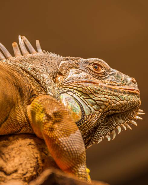 istock Close-up of an exotic Iguana perched atop a stone surface 1483801700