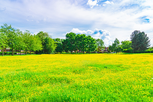 Field of Yellow Buttercups Blossoming