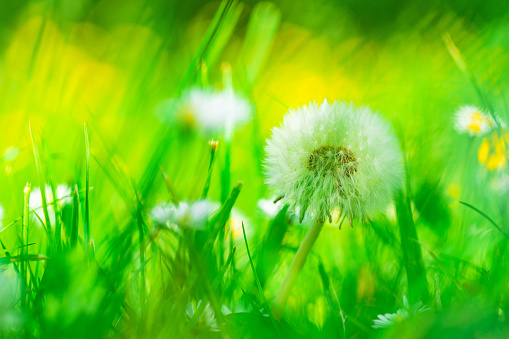 yellow dandelions in the grass. beautiful nature background. view from above