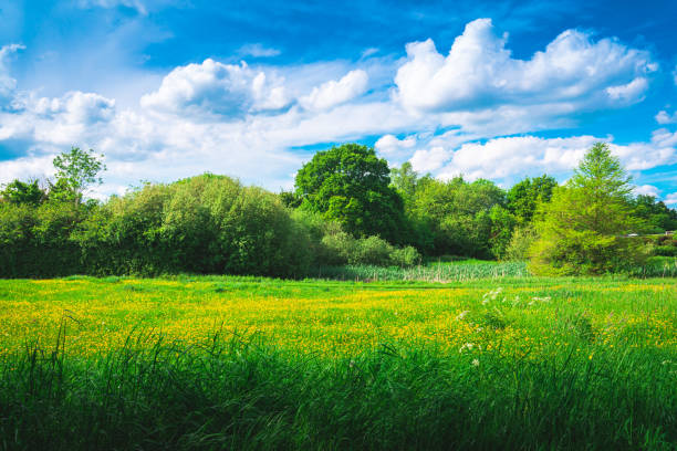 istock Field of Yellow Buttercups Blossoming 1483802420