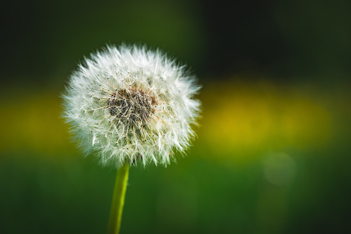 Dandelions are one of the most familiar plants and can be seen in wastelands and roadsides throughout Japan.　White fluff is perfect for a fleeting and soft image.