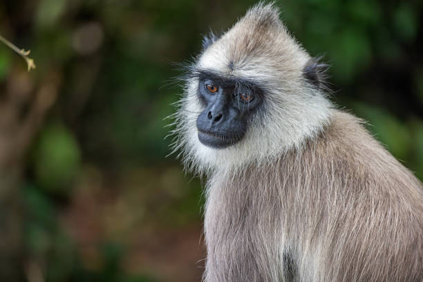One Gray Langur or Hanuman Langur or Semnopithecus entellus on a parking lot outside a forest in the North Central Province in Sri Lanka