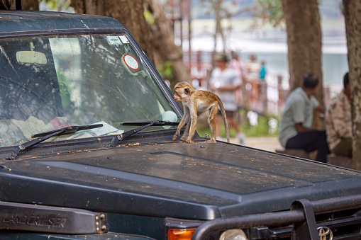 Wilpattu National Park, North Central province, Sri Lanka - March 5th 2023: The Toque Macaque is a old world monkey which is endemic to Sri Lanka. In the national park they are are begging and steeling food from the tourists and are quite unpopular