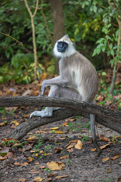 istock Gray Langur or Hanuman Langur or Semnopithecus entellus on a parking lot 1483804288