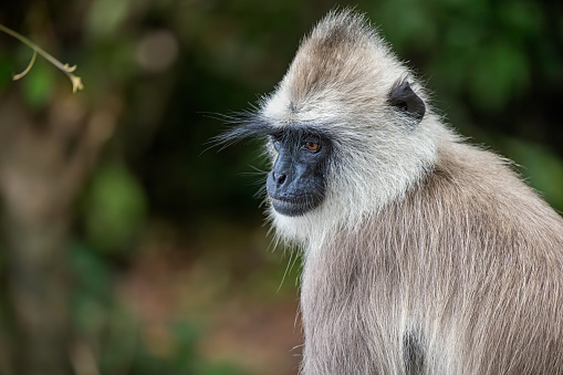 One Gray Langur or Hanuman Langur or Semnopithecus entellus on a parking lot outside a forest in the North Central Province in Sri Lanka