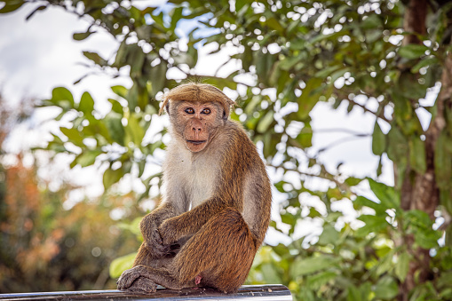 A toque macaque posing for the photographer in a park outside Kandy in the central Sri Lanka. This kind monkeys is old world monkeys and are endemic to Sri Lanka