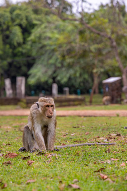 istock Toque macaque or Macaca sinica sitting on a lawn 1483804404