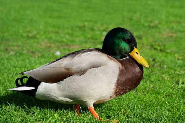 istock duck mallard on the green grass 1483804621