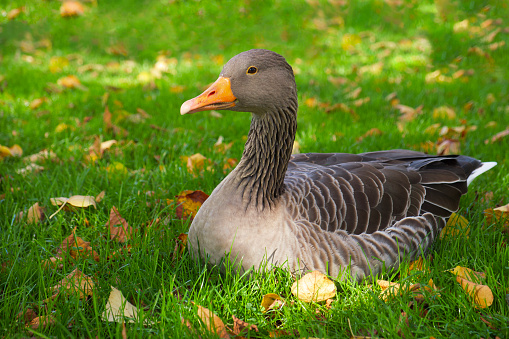 greylag goose lies on the green lawn with the bright autumn leaves