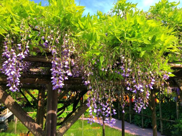 istock Beautiful scenery of Japan 1483804971