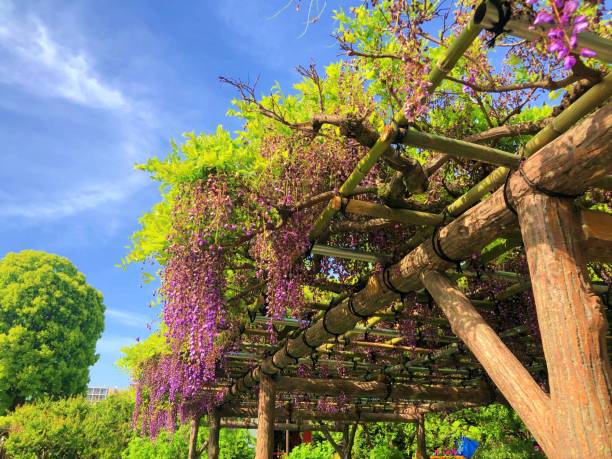 istock Beautiful scenery of Japan 1483805253
