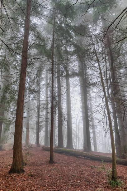 istock Trees in mixed fairytale forest in misty cloudy weather. 1483806877