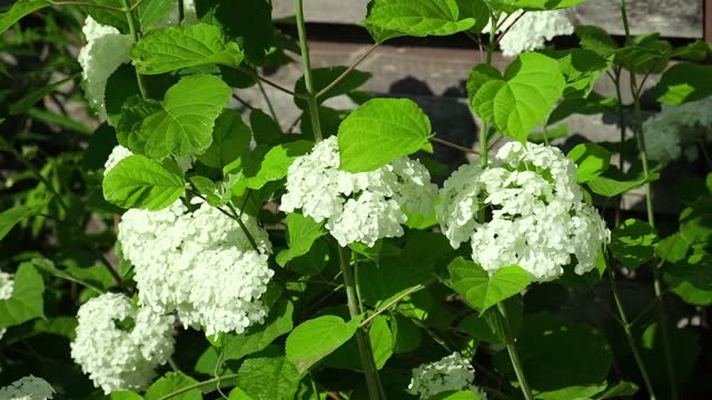 Wonderful blooming white Hydrangea arborescens, commonly known as smooth hydrangea, wild hydrangea in a garden. Closeup of White Hydrangea Flowers in Afternoon Sunlight.