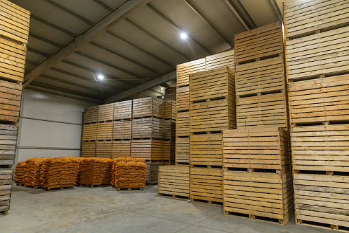 Potatoes storage. Wooden crates and packed potatoes.