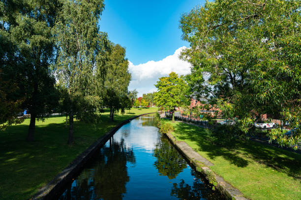 Foliage in Manchester Canals during a sunny day.