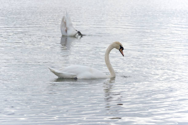Free picture: Two swans swimming in a lake with foggy lakeside as backgound