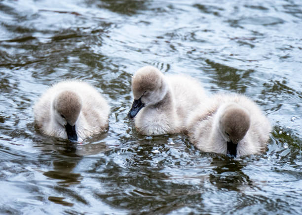 istock Black Swan cygnets in St James's Park, London 1483812095