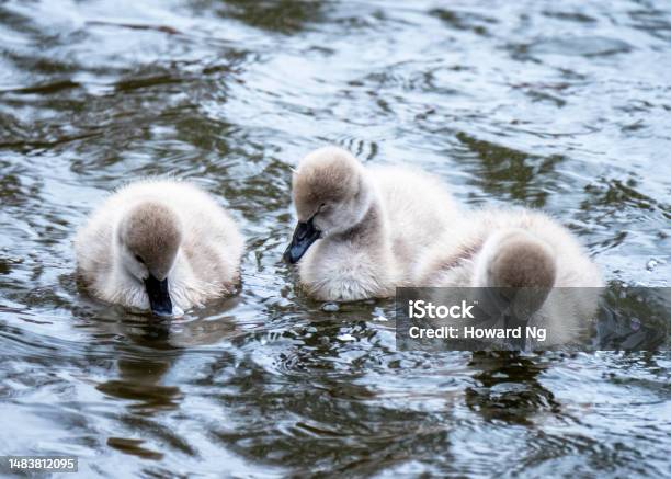 Black Swan Cygnets In St Jamess Park London Stock Photo - Download Image Now - Bird, Black Swan, Central London