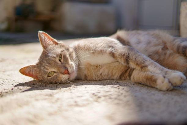 istock Domestic cat sleeping peacefully outside on the ground 1483812202