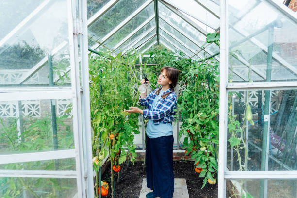 jeune femme pulvérisant de l’engrais naturel, mûrir à un plant de tomate dans la serre. culture d’aliments biologiques et jardinage. soins écologiques des légumes. le concept d’autosuffisance alimentaire - insecticide organic sign vegetable garden photos et images de collection