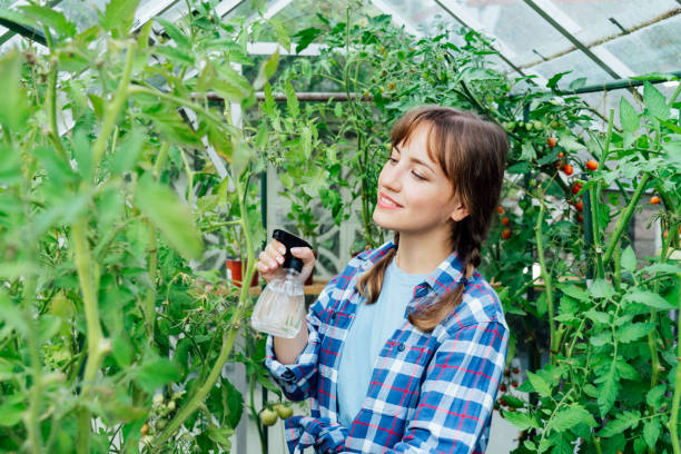 jeune femme pulvérisant de l’engrais naturel, mûrir à un plant de tomate dans la serre. culture d’aliments biologiques et jardinage. soins écologiques des légumes. le concept d’autosuffisance alimentaire - insecticide organic sign vegetable garden photos et images de collection