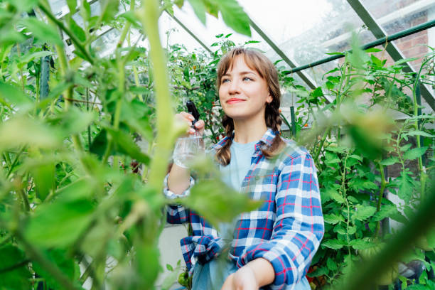 giovane donna che spruzza fertilizzante naturale, matura in una pianta di pomodoro nella serra. coltivazione di alimenti biologici e giardinaggio. cura ecologica delle verdure. il concetto di autosufficienza alimentare - insecticide organic sign vegetable garden foto e immagini stock