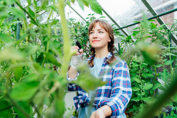 young woman spraying nature fertilizer, mature to a tomato plants in the greenhouse. organic food growing and gardening. eco friendly care of vegetables. the concept of food self-sufficiency - insecticide organic sign vegetable garden imagens e fotografias de stock