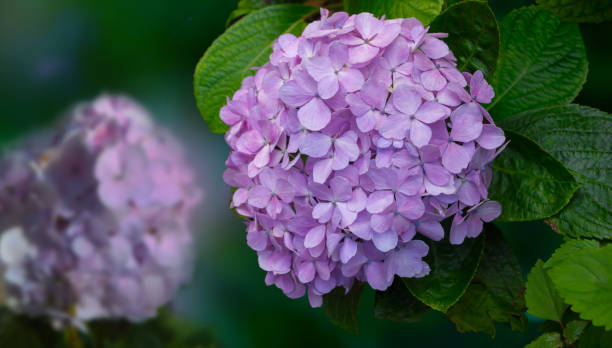 istock Beautiful purple hydrangea or hortensia flower close up. 1483812439