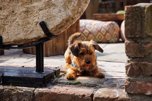 Mixed-breed dog with brown and grey hair lying on outdoor café floor and waiting for its owner