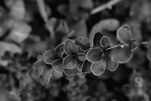 barberry tunberg leaves, bush branch, photo in the evening, black and white photo
