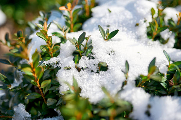 istock Green boxwood bush under snow in winter 1483816215