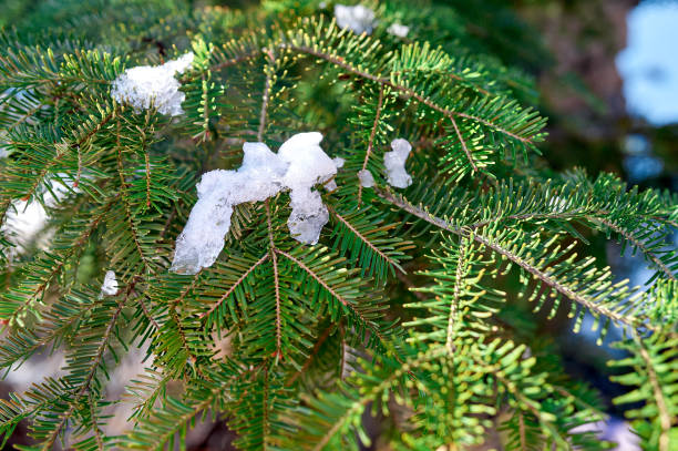 istock Green spruce branch under snow, winter 1483816265