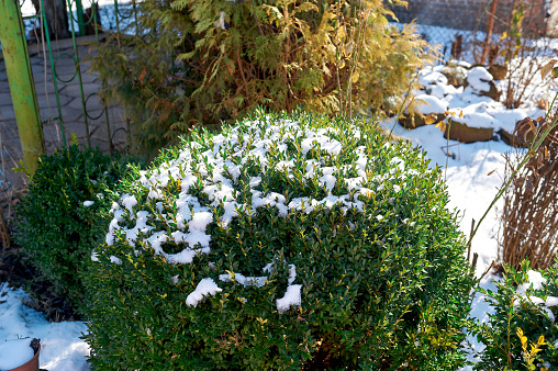 Green boxwood bush under the snow in winter, in the yard at the cottage, February