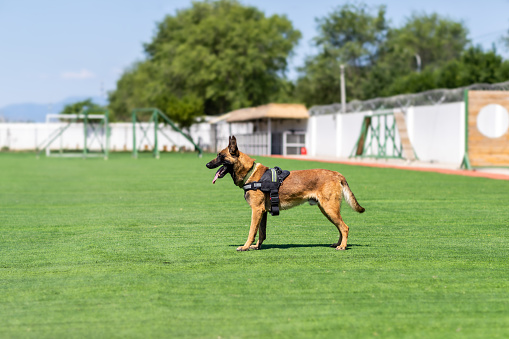 Malinois dog.Security Dog