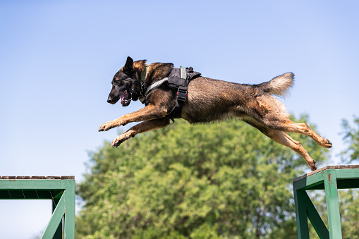 Malinois dog.Security Dog