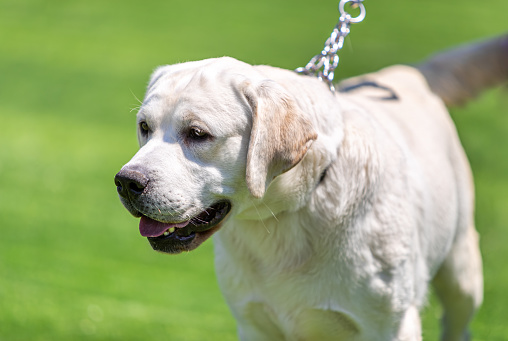 Labrador retriever against white background. Full length of canine pet. Purebred dog is looking away.