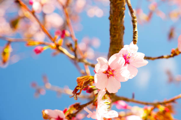 A stunning wide-angle photograph showcasing dense cherry blossom branches in vivid pink, stretching across the frame with a glimpse of blue sky and the morning yellow sunlight peeking through. Capturing the full intensity of spring, this image radiates freshness, natural beauty, and the awe of seasonal transformation. Ideal for backgrounds, nature features, or spring-themed content.